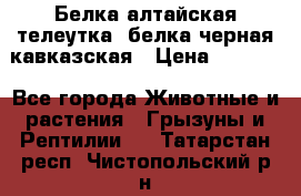 Белка алтайская телеутка, белка черная кавказская › Цена ­ 5 000 - Все города Животные и растения » Грызуны и Рептилии   . Татарстан респ.,Чистопольский р-н